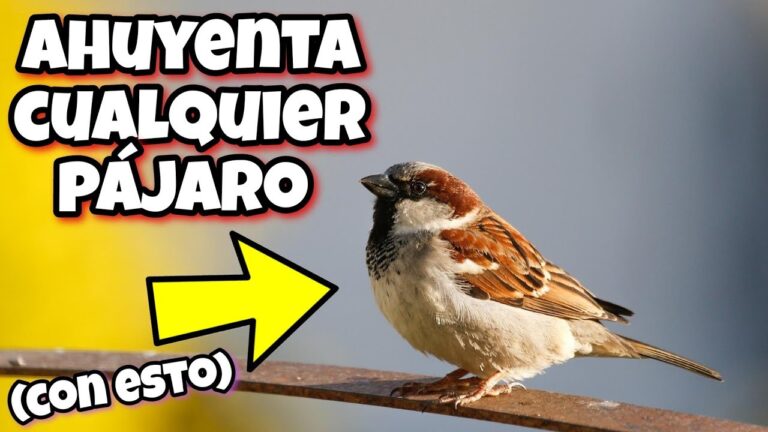 Plantas Repelentes de Insectos para Balcones: Cuidado Efectivo