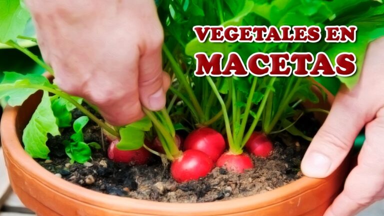 Especies Vegetales Comestibles para Balcones Pequeños