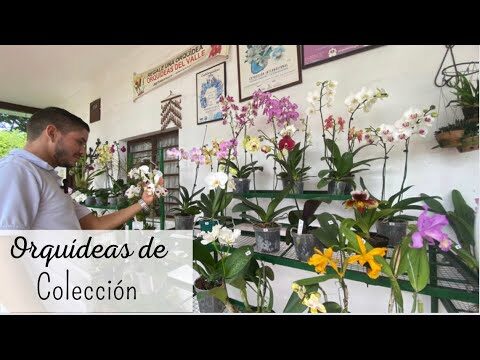 Terrazas Encantadoras con Plantas Únicas
