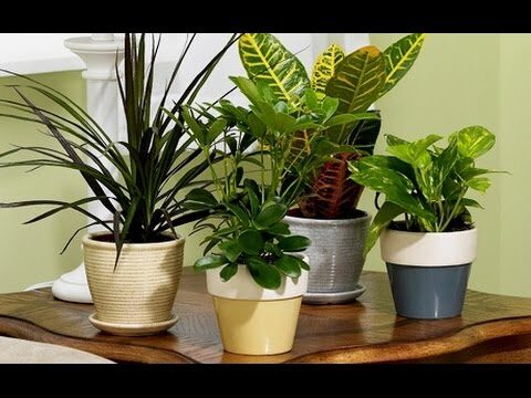Transforma tu balcón con plantas ideales para climas templados