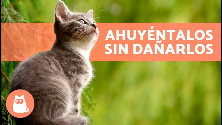 Aromas Naturales de Plantas Repelentes para Balcones