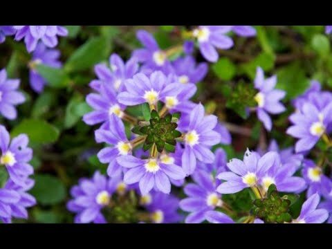 Decora tu balcón con plantas comestibles
