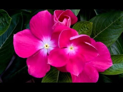 Plantas Vibrantes para Iluminar tu Balc&oacute;n