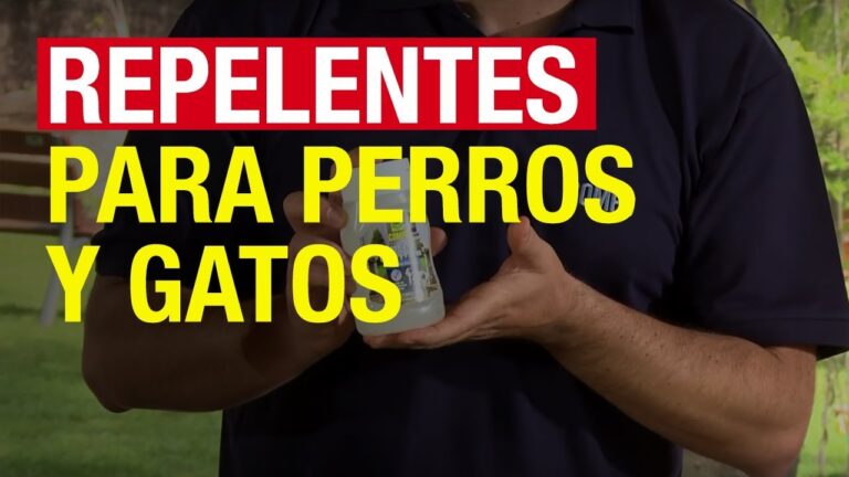 Consejos para elegir plantas repelentes ideales para balcones