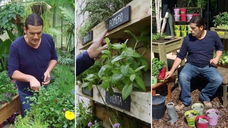 Plantas Aromáticas Ideales para Terrazas Pequeñas