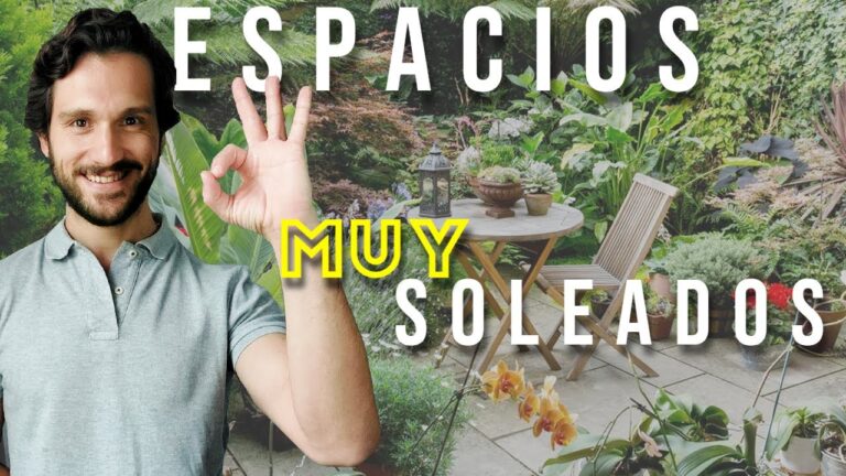 Plantas Suculentas Ideales para Balcones Pequeños