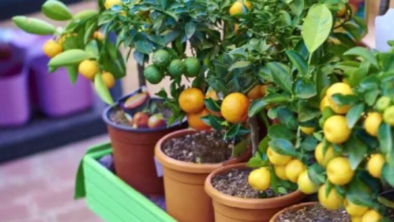 Herbolaria Urbana: Cultiva Plantas en Tu Balcón