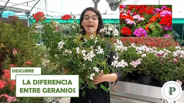 Plantas de Bajo Mantenimiento para Balcones: Diversidad y Estilo