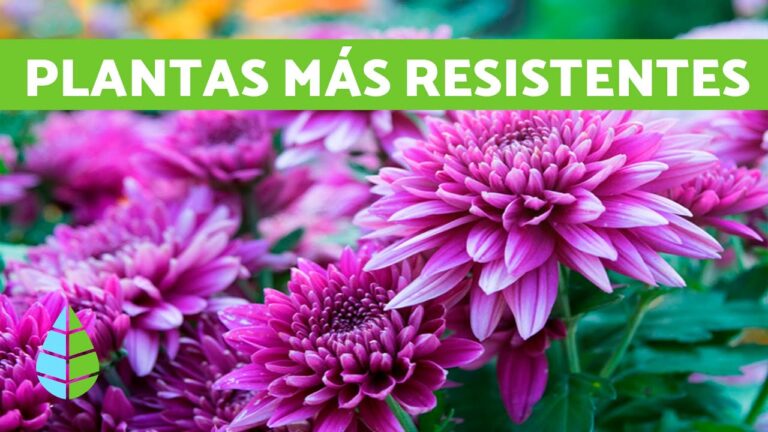 Consejos Efectivos para Cultivar Plantas en Balcones Fríos